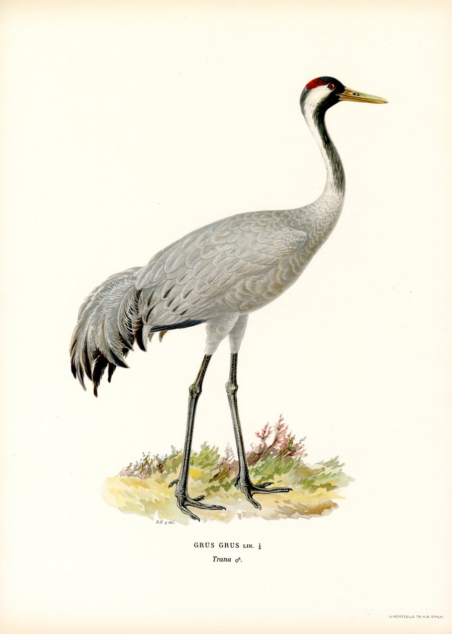 Guindaste (cor litho) de Magnus Ferdinand and Wilhelm von Wright