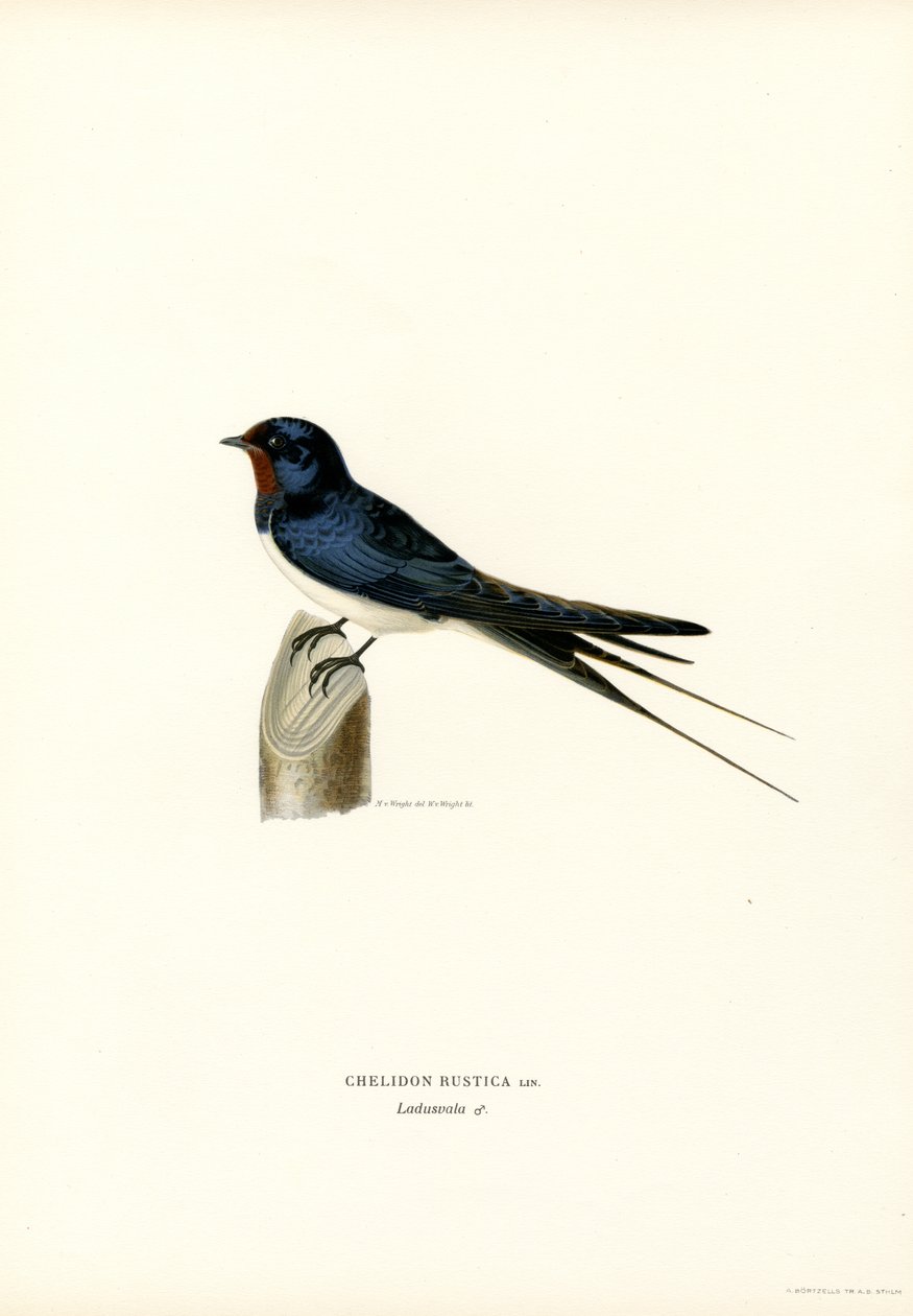Andorinha-das-chaminés (cor litho) de Magnus Ferdinand and Wilhelm von Wright
