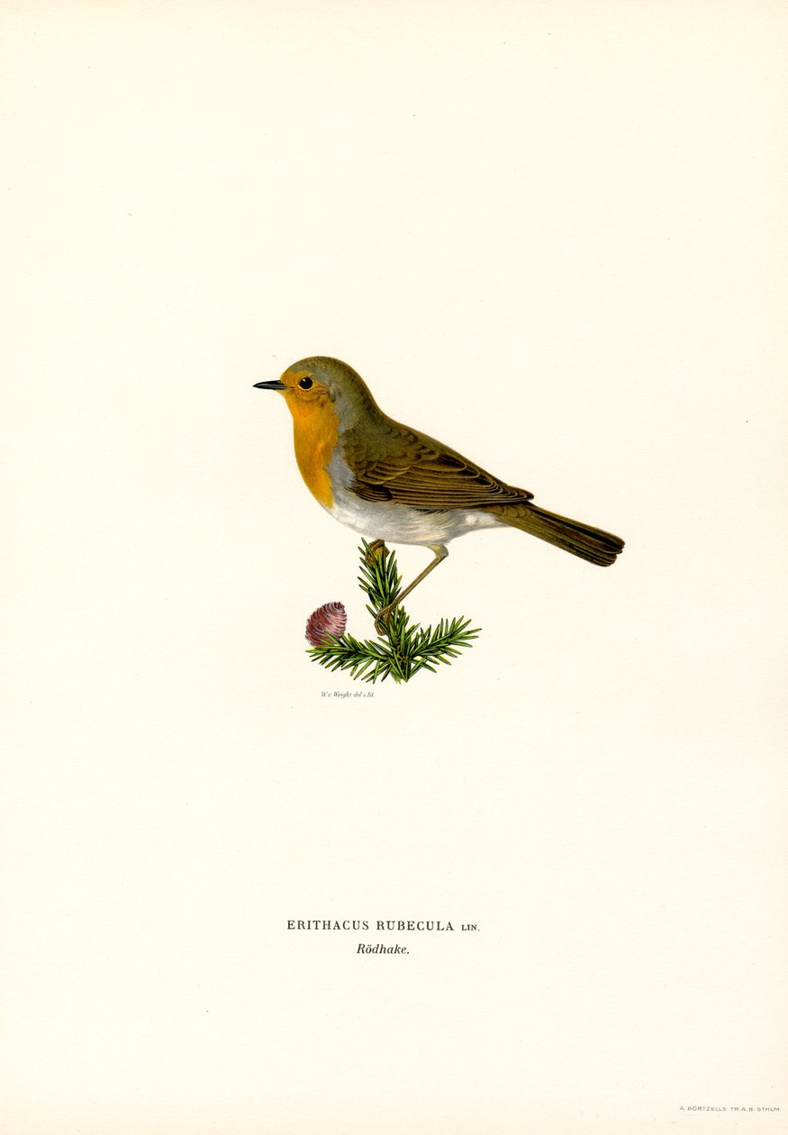Robin (cor litho) de Magnus Ferdinand and Wilhelm von Wright