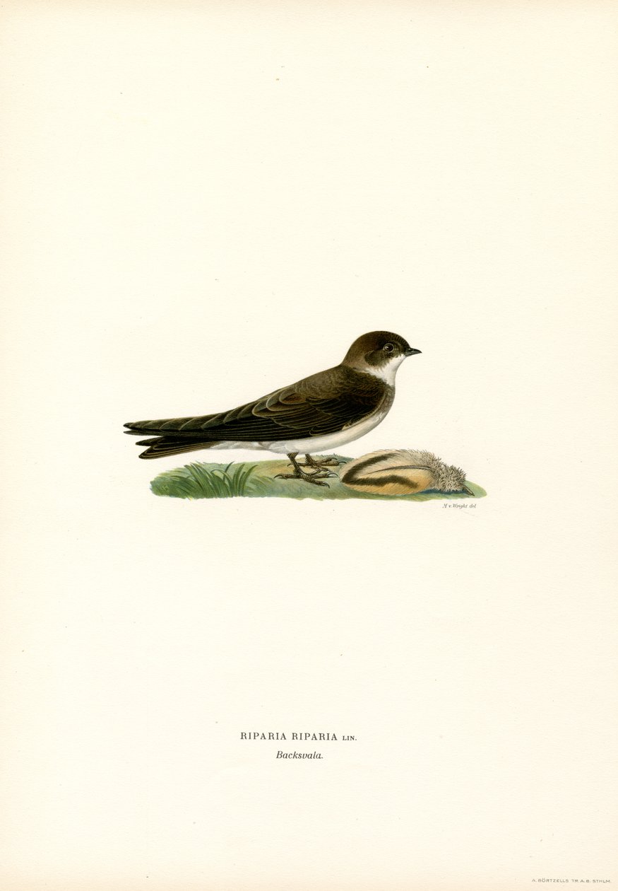 Martim de areia (cor litho) de Magnus Ferdinand and Wilhelm von Wright