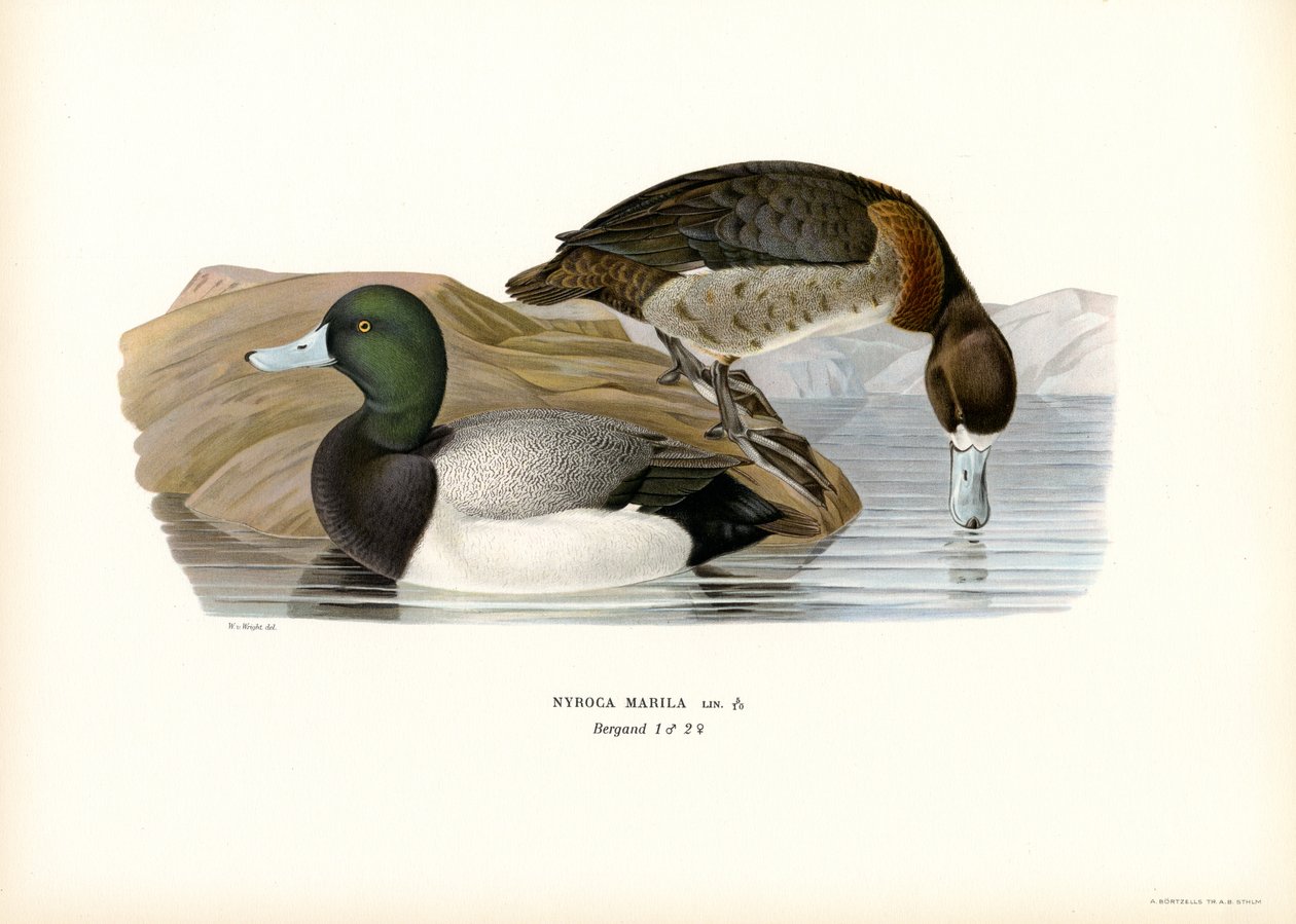 American Scaup Duck (lito colorido) de Magnus Ferdinand and Wilhelm von Wright
