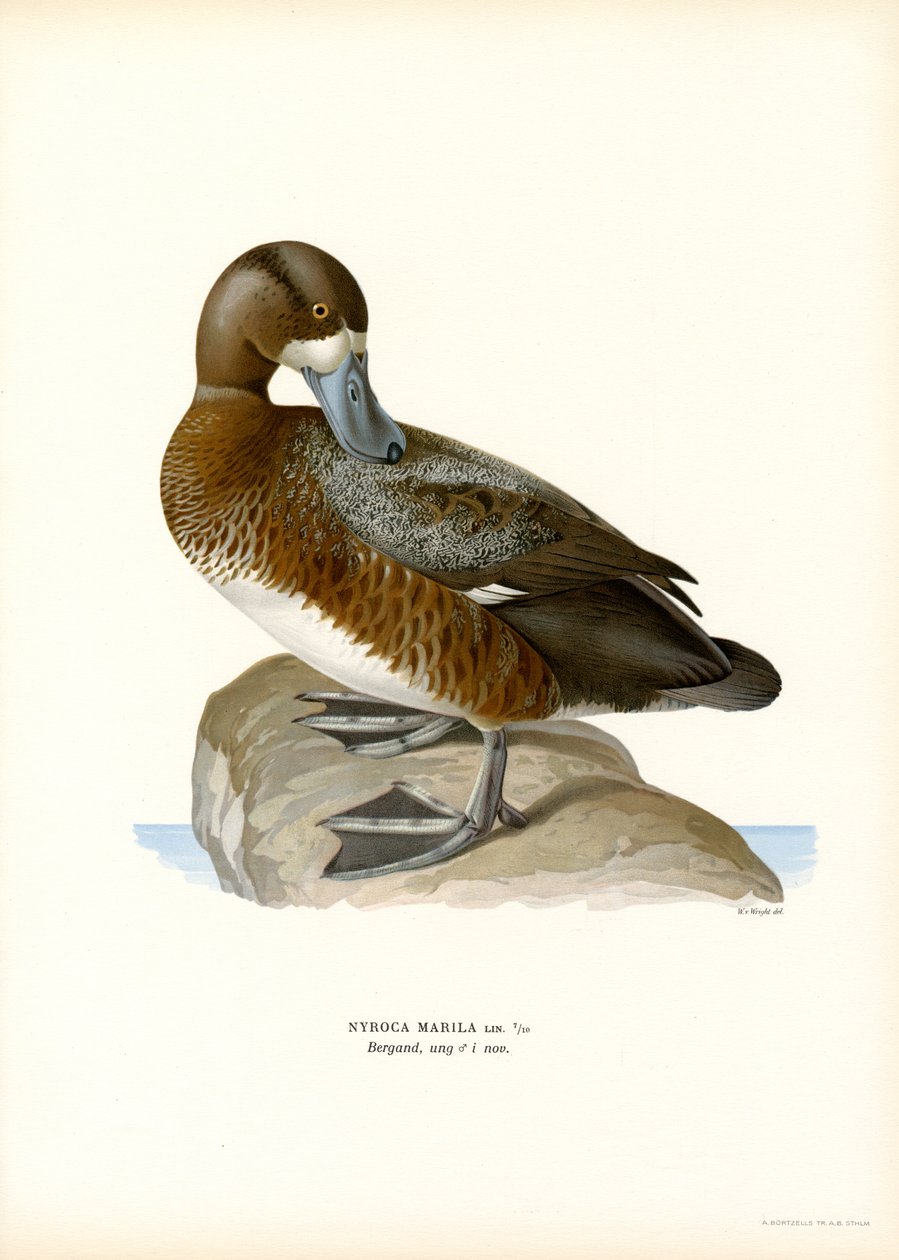 Pato Americano Scaup Duck (cor litho) de Magnus Ferdinand and Wilhelm von Wright