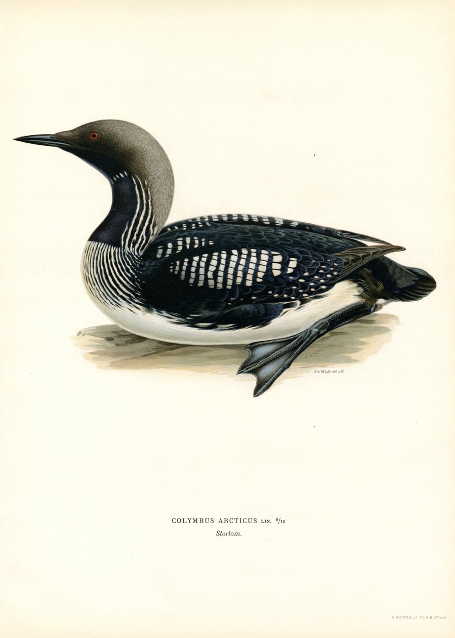 Arctic Loon (cor litho) de Magnus Ferdinand and Wilhelm von Wright