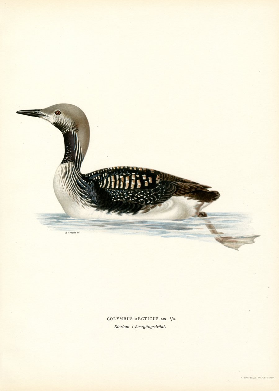 Arctic Loon (lito colorido) de Magnus Ferdinand and Wilhelm von Wright
