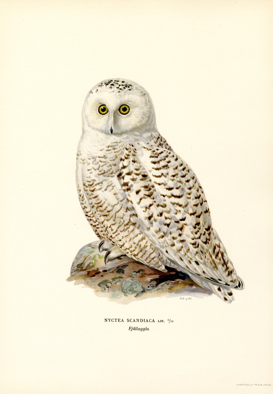 Coruja do Árctico (cor litho) de Magnus Ferdinand and Wilhelm von Wright