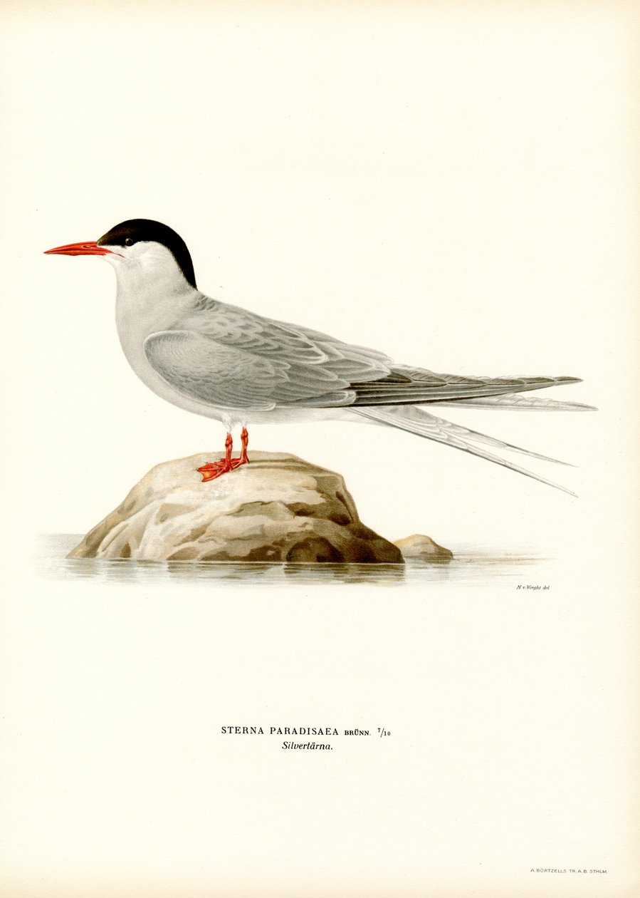 Andorinha-do-mar do Ártico (lito colorido) de Magnus Ferdinand and Wilhelm von Wright