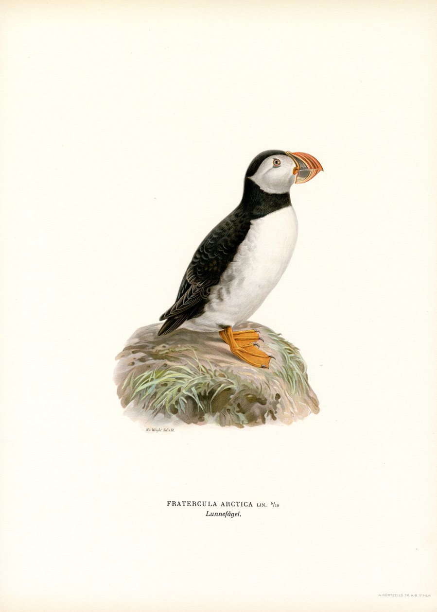 Atlantic Puffin (lito colorido) de Magnus Ferdinand and Wilhelm von Wright