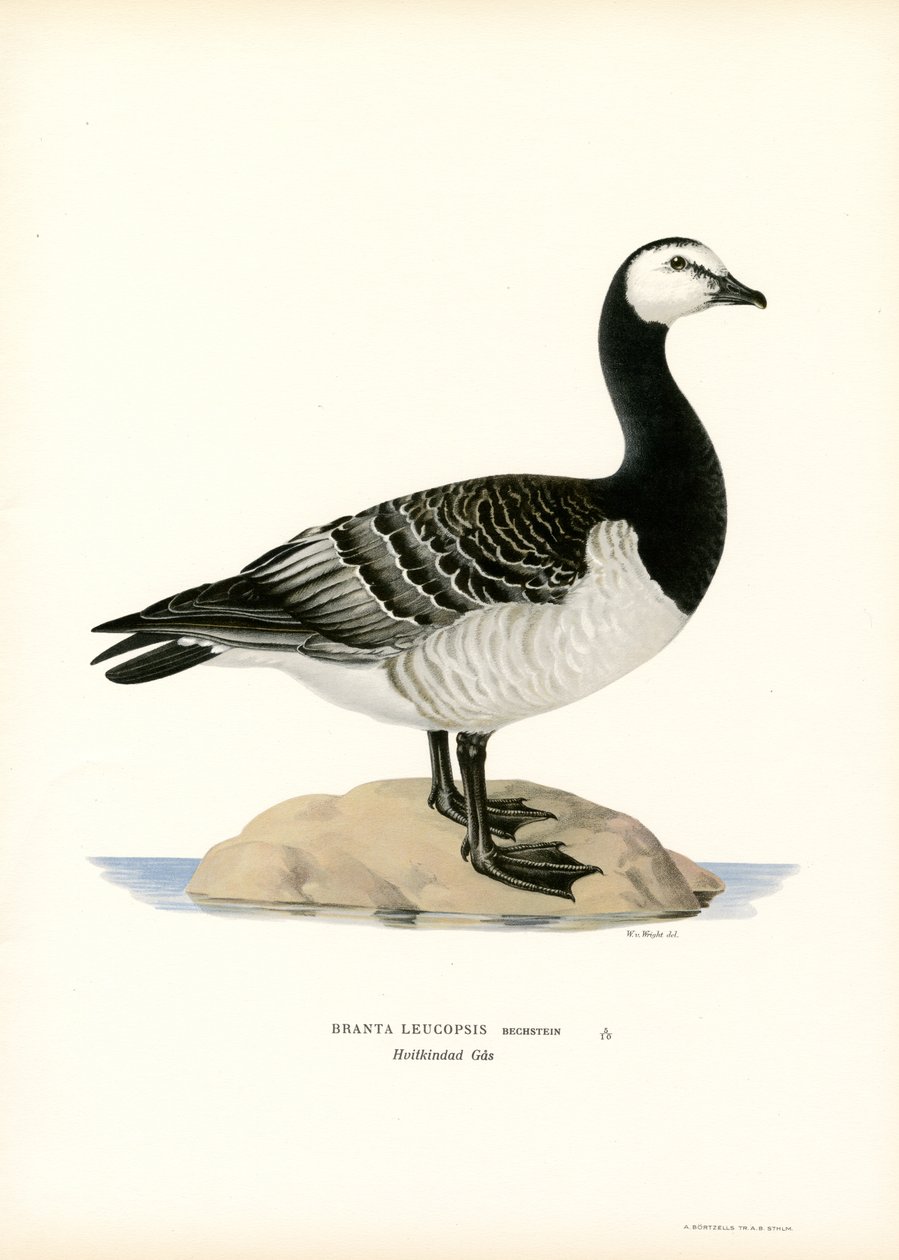 Ganso-de-barnacle (cor litho) de Magnus Ferdinand and Wilhelm von Wright