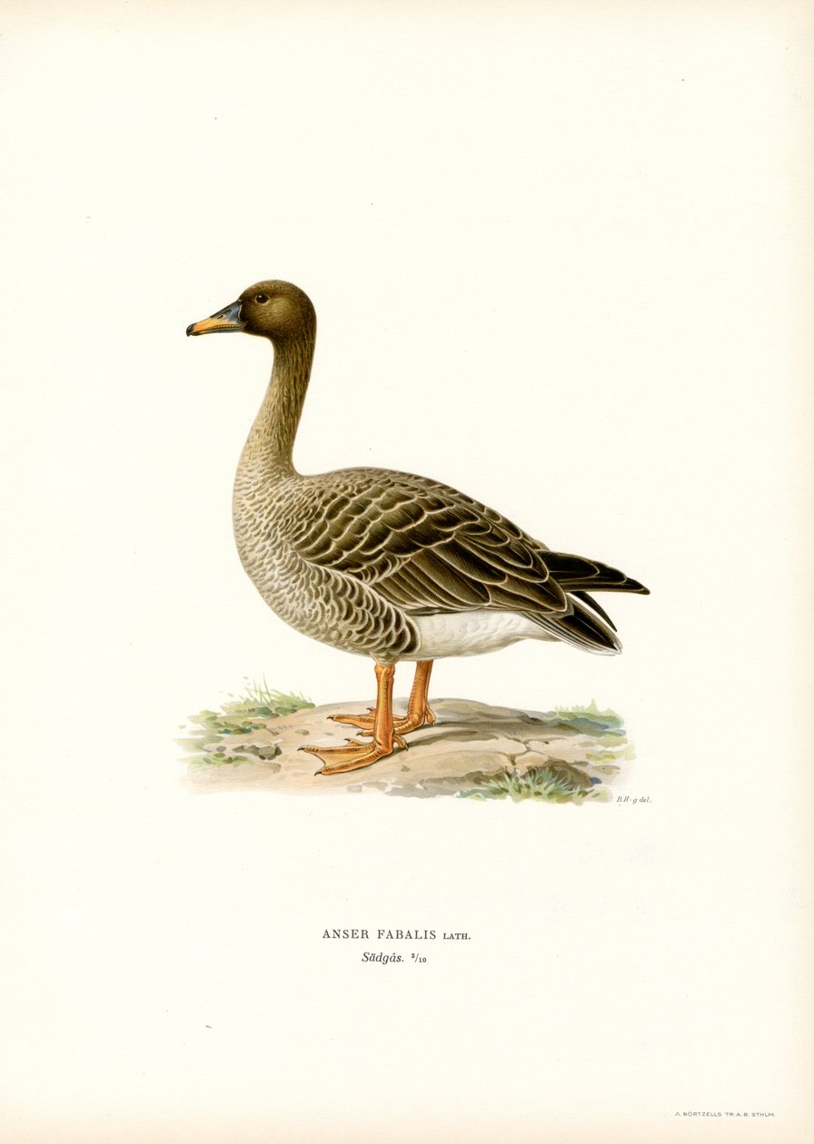 Bean Goose (lito colorido) de Magnus Ferdinand and Wilhelm von Wright