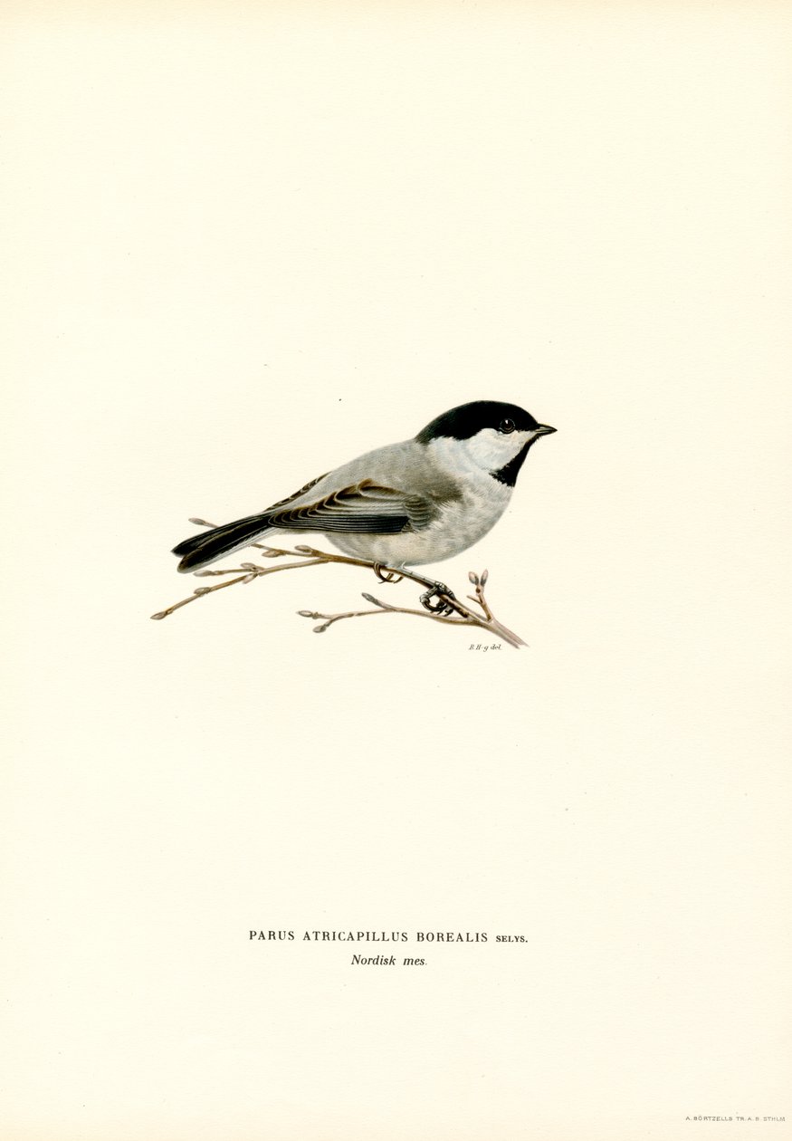 Chickadee de tampa preta (lito colorido) de Magnus Ferdinand and Wilhelm von Wright