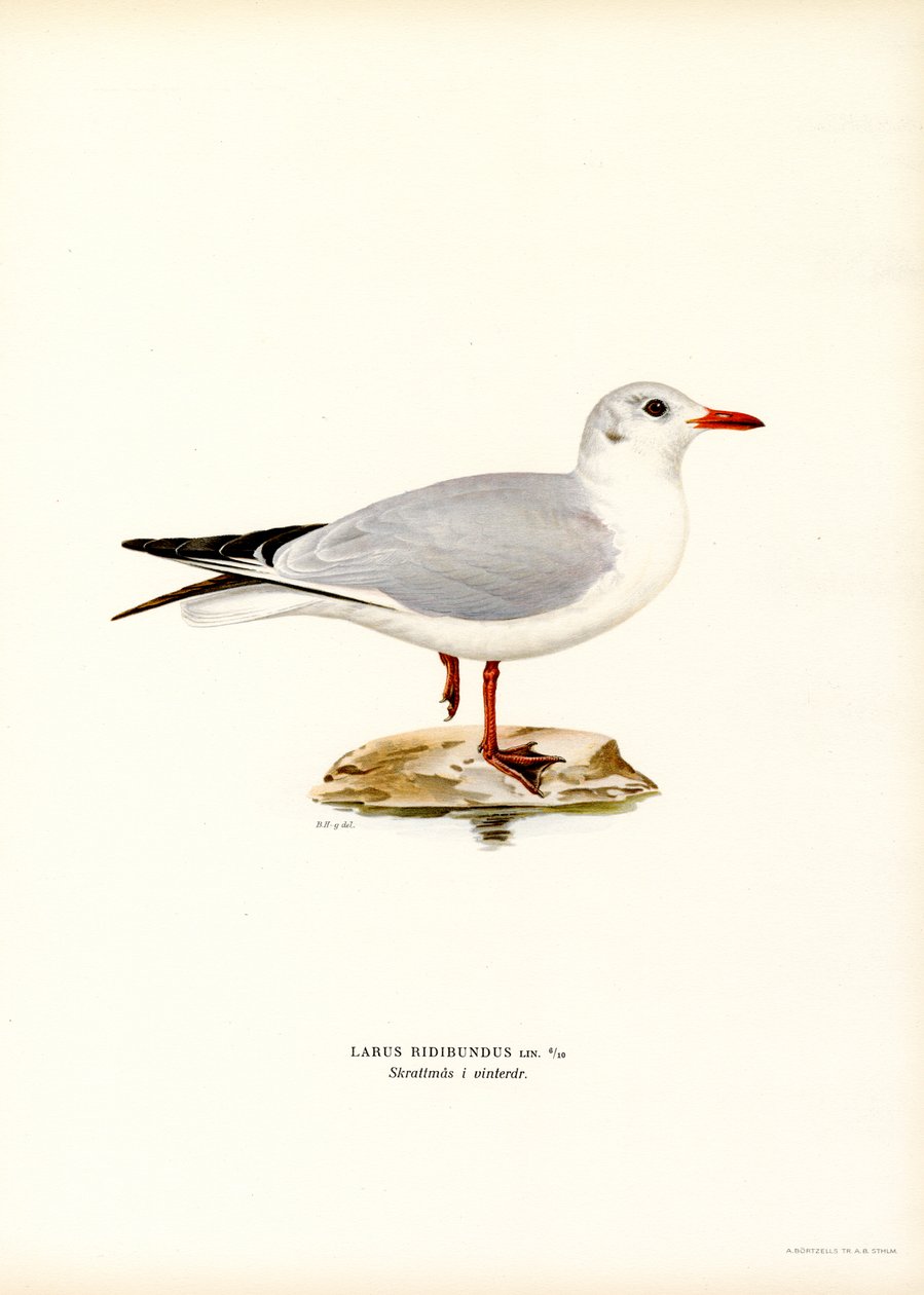 Gaivota de cabeça negra (cor litho) de Magnus Ferdinand and Wilhelm von Wright