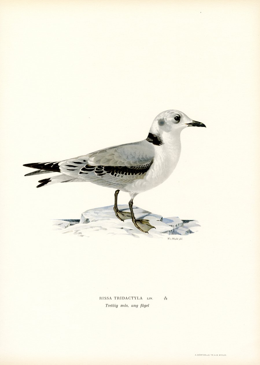 Kittiwake de pernas pretas (cor litho) de Magnus Ferdinand and Wilhelm von Wright