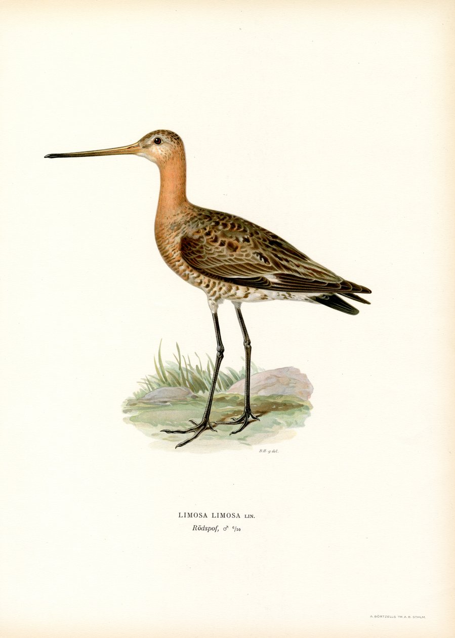 Godwit-de-cauda-preta (lito colorido) de Magnus Ferdinand and Wilhelm von Wright