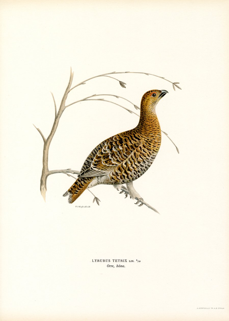 Black Grouse (cor litho) de Magnus Ferdinand and Wilhelm von Wright
