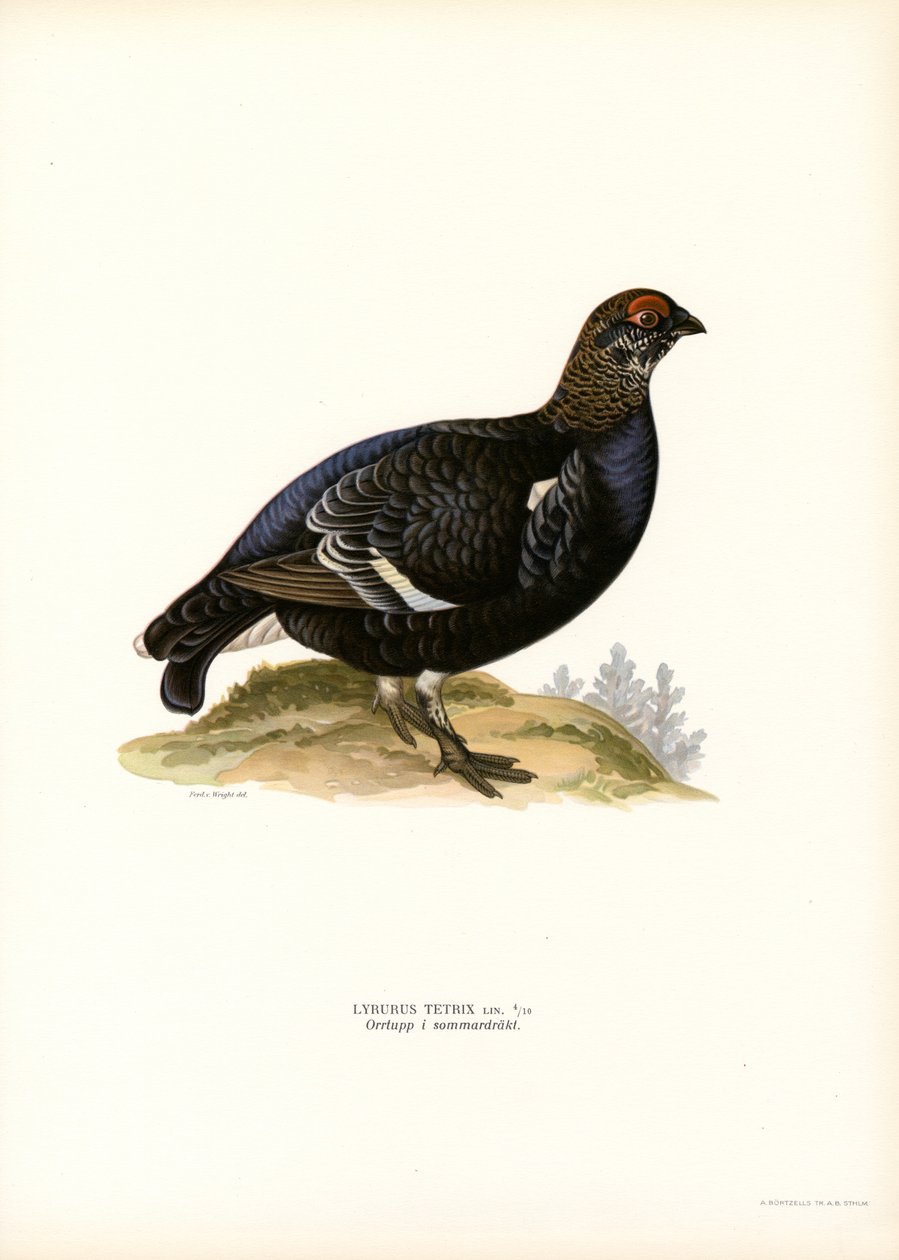 Black Grouse (cor litho) de Magnus Ferdinand and Wilhelm von Wright