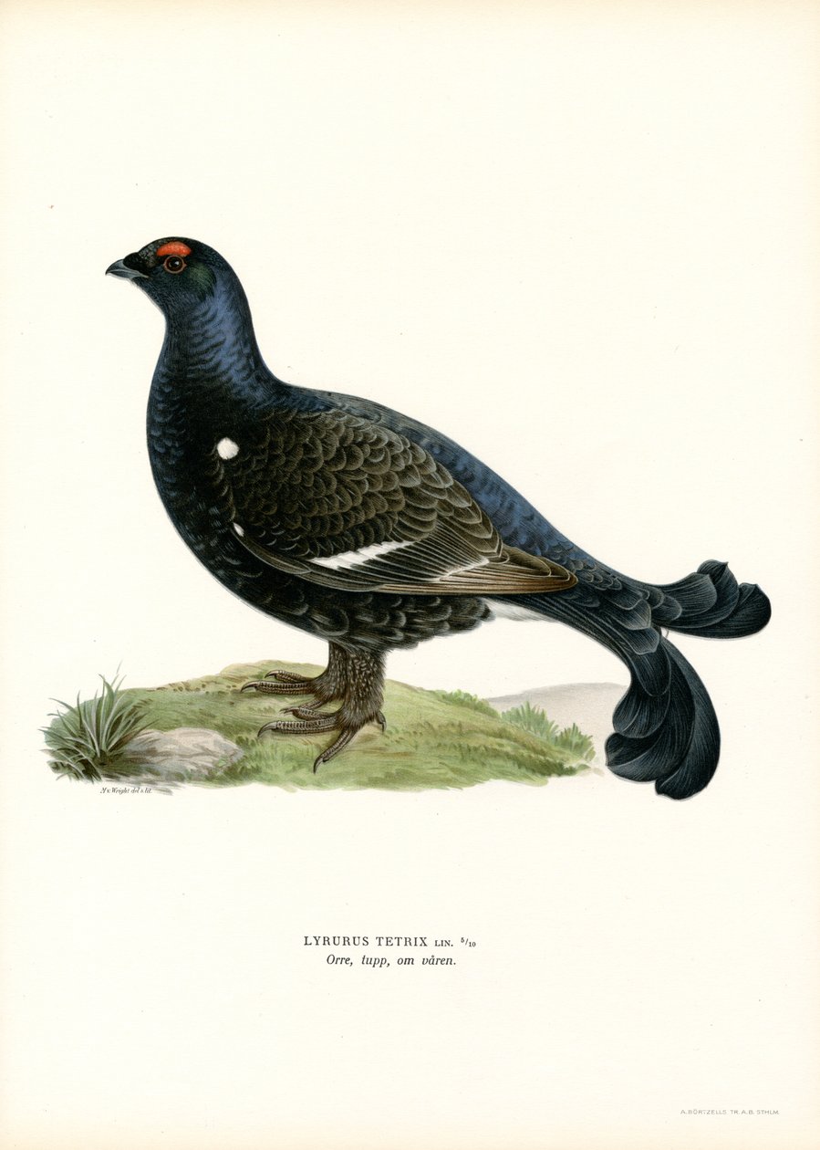 Black Grouse (lito colorido) de Magnus Ferdinand and Wilhelm von Wright