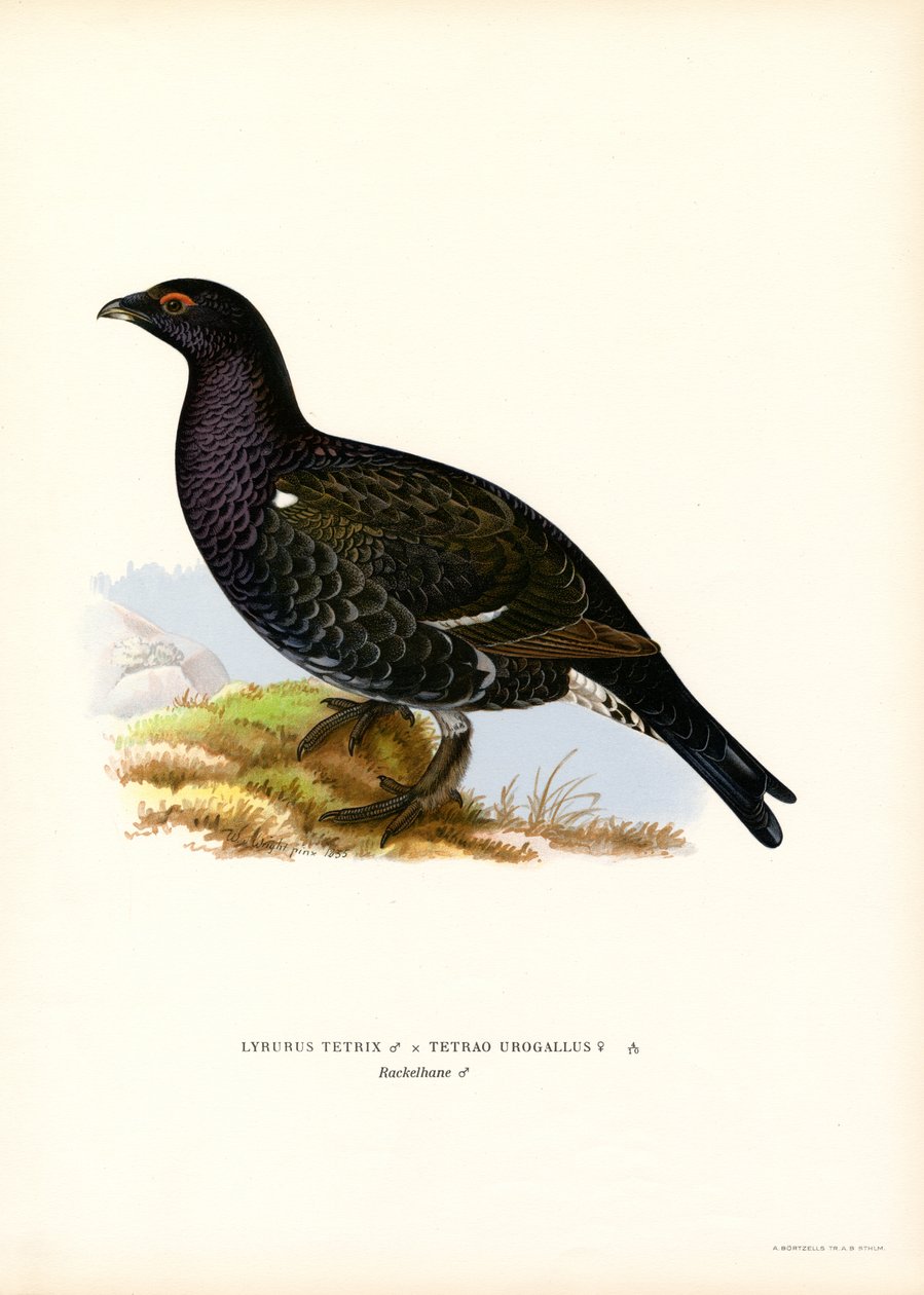 Black Grouse, Capercaillie Ocidental (cor litho) de Magnus Ferdinand and Wilhelm von Wright