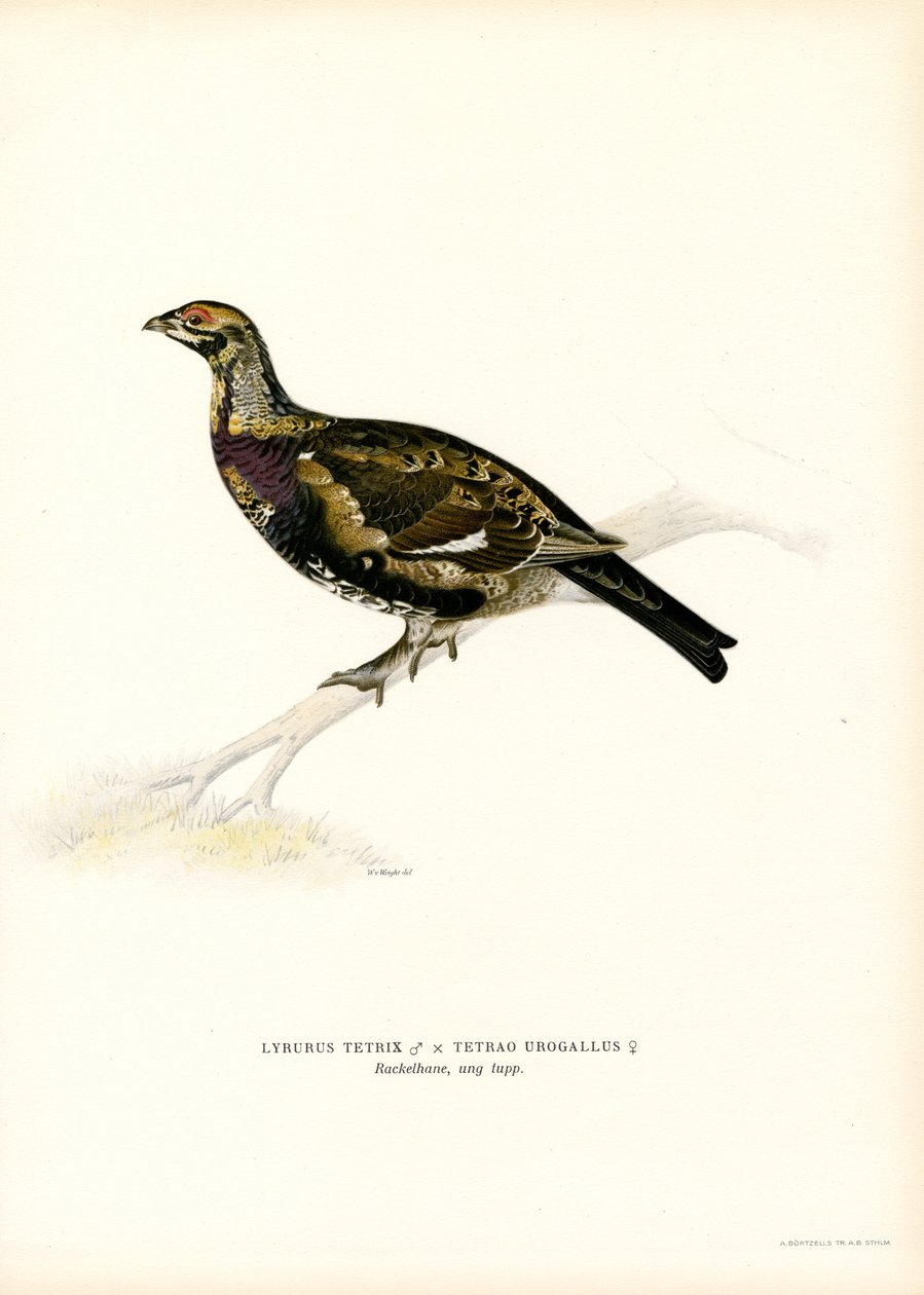 Black Grouse x Western Capercaillie (lito colorido) de Magnus Ferdinand and Wilhelm von Wright