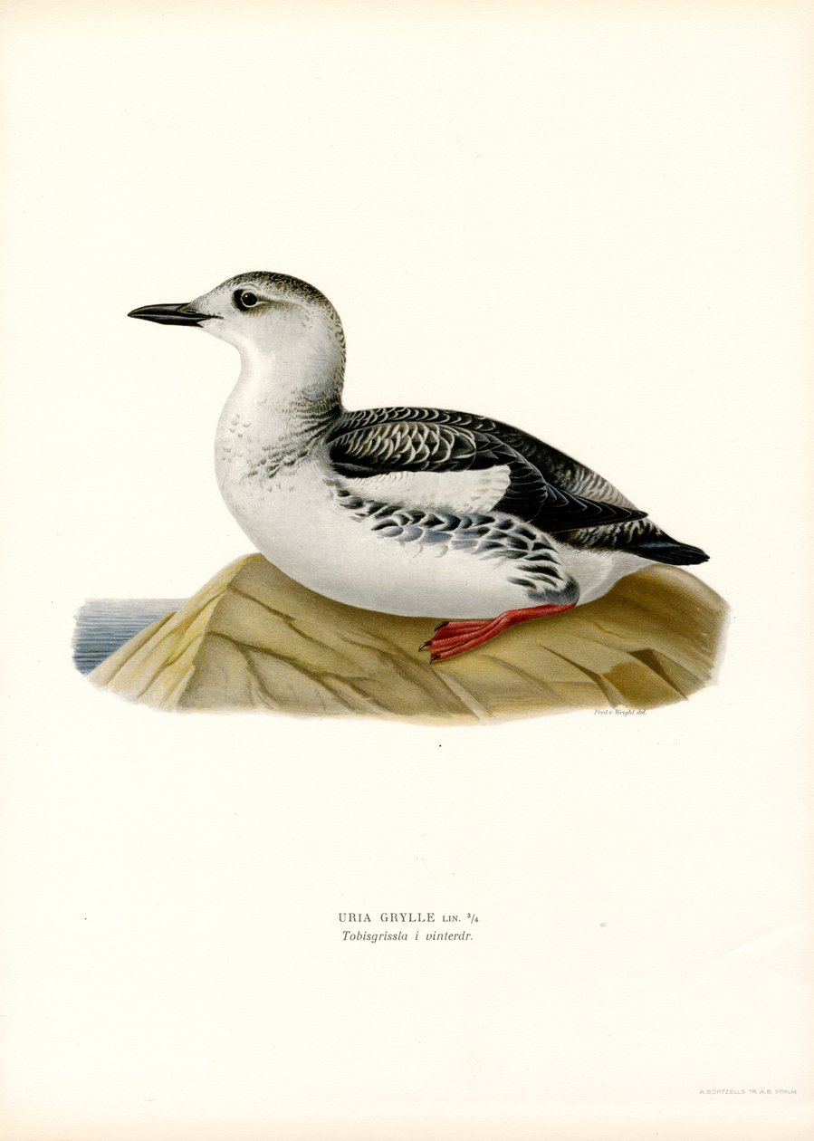 Guillemot preto (lito colorido) de Magnus Ferdinand and Wilhelm von Wright