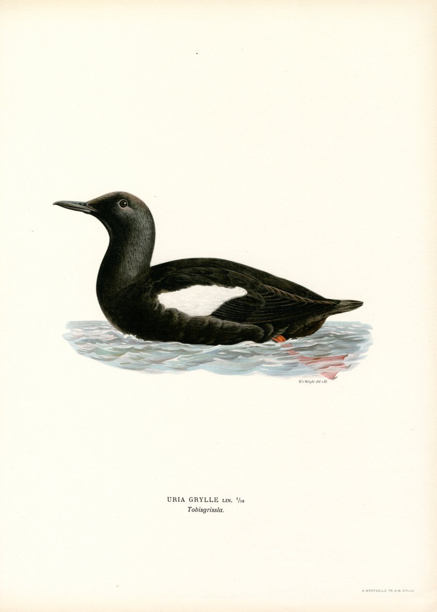 Guillemot preto (cor litho) de Magnus Ferdinand and Wilhelm von Wright