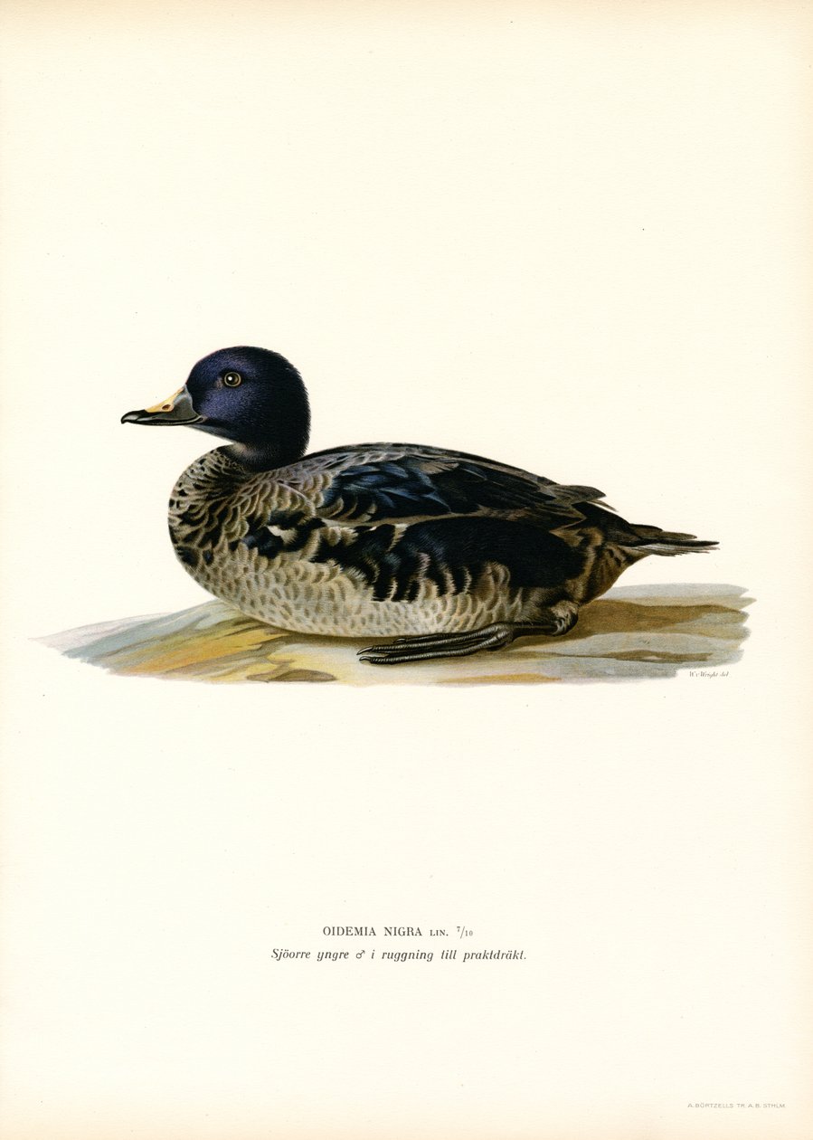 Black Scoter (lito colorido) de Magnus Ferdinand and Wilhelm von Wright