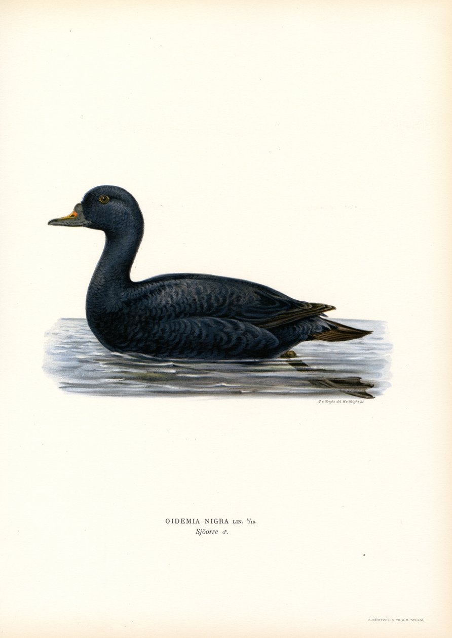 Scoter Preto (cor litho) de Magnus Ferdinand and Wilhelm von Wright