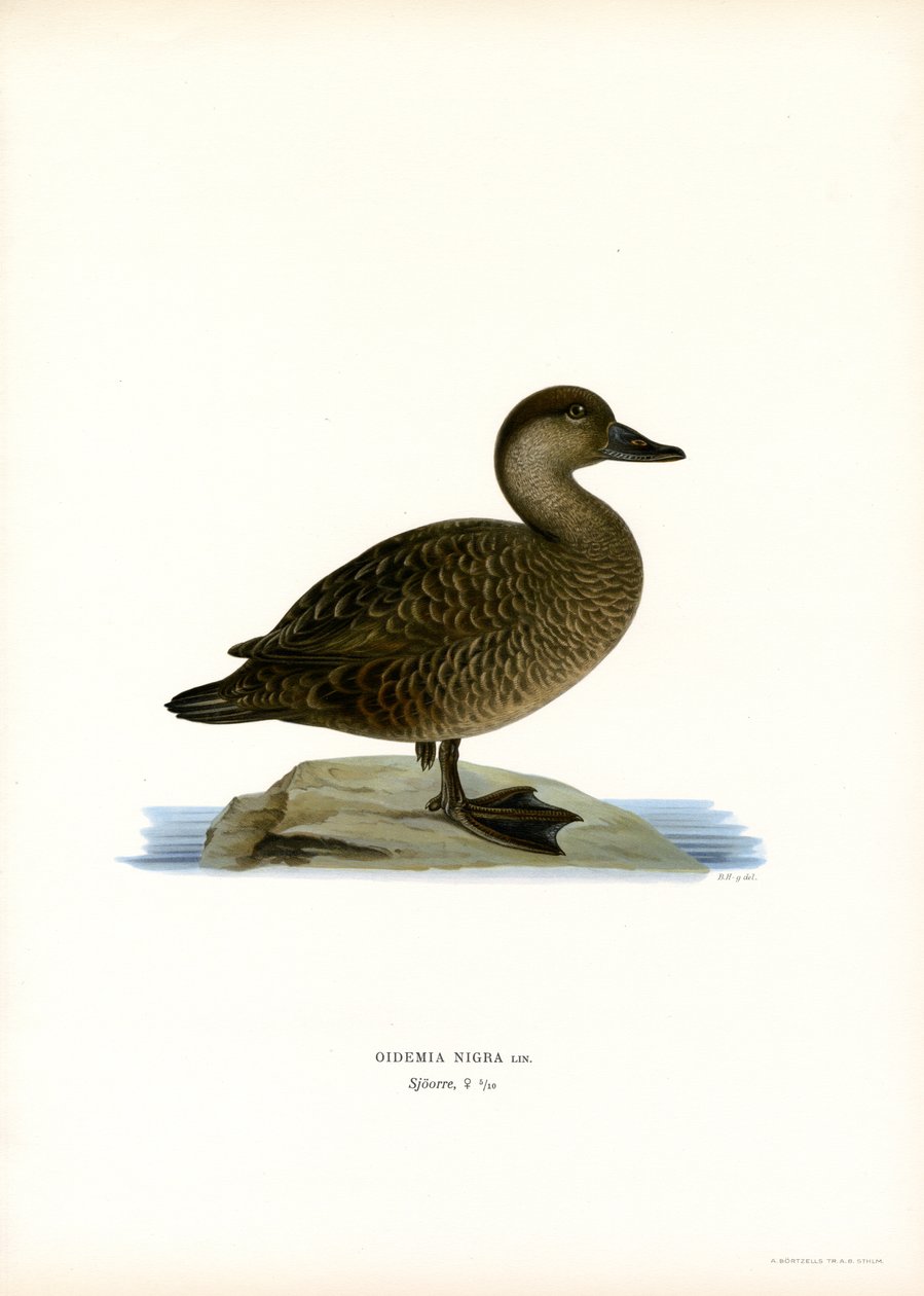 Scoter Preto (cor litho) de Magnus Ferdinand and Wilhelm von Wright