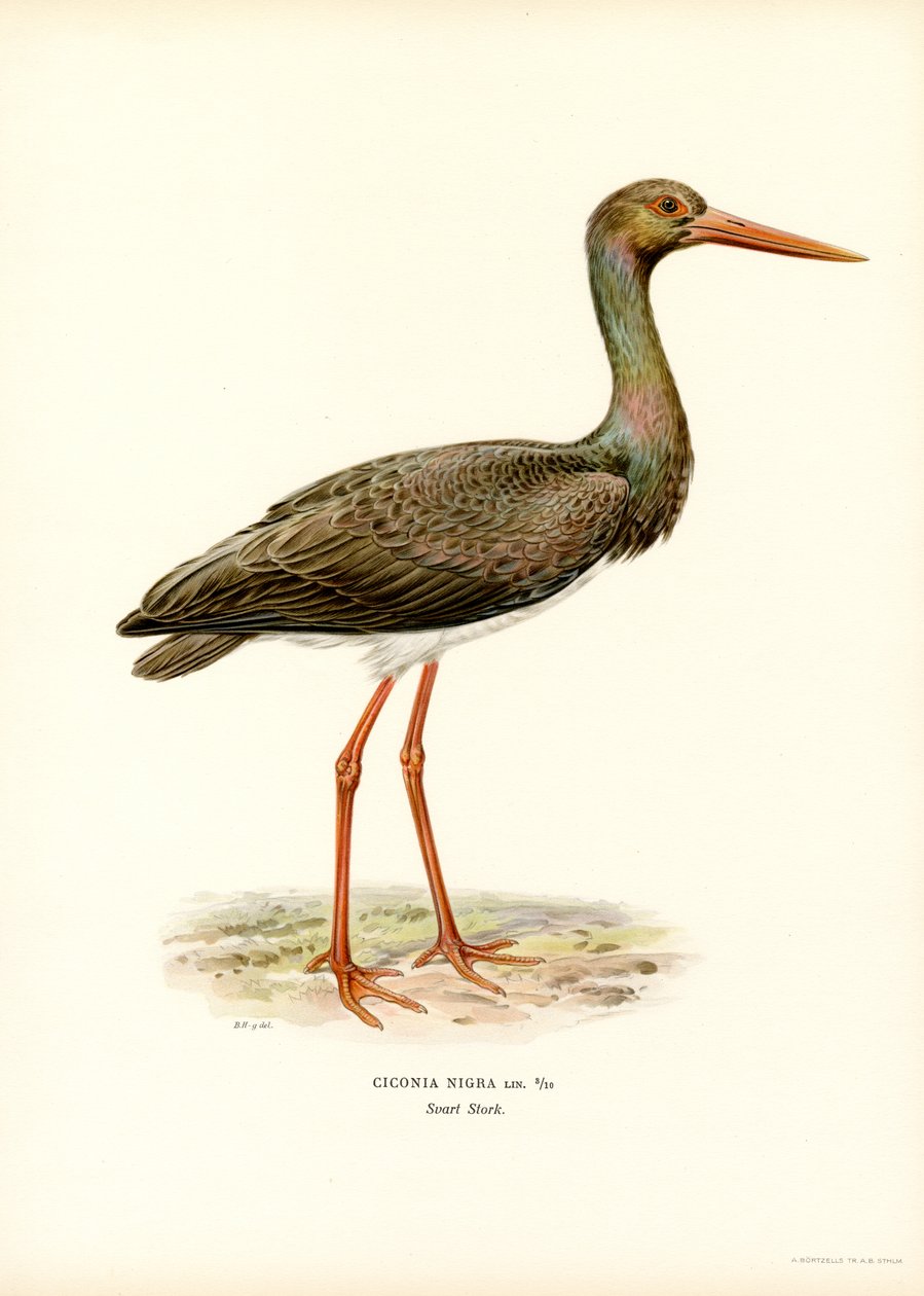 Cegonha preta (cor litho) de Magnus Ferdinand and Wilhelm von Wright