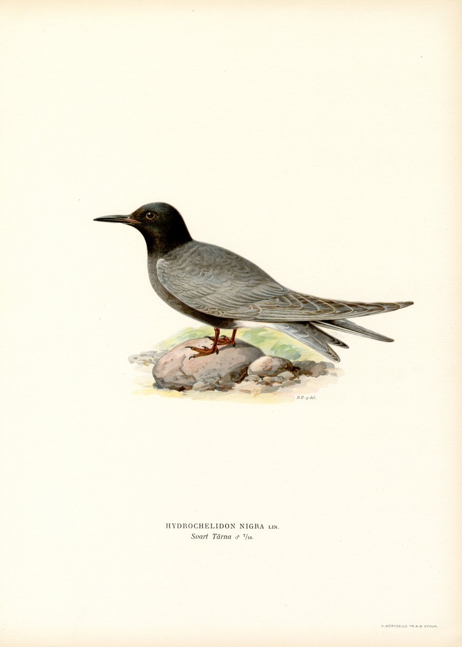 Black Tern (lito colorido) de Magnus Ferdinand and Wilhelm von Wright