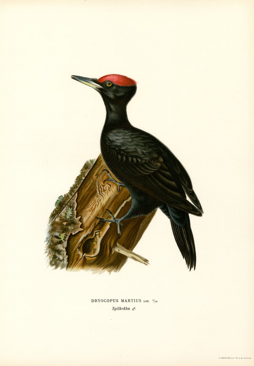Pica-pau preto (cor litho) de Magnus Ferdinand and Wilhelm von Wright