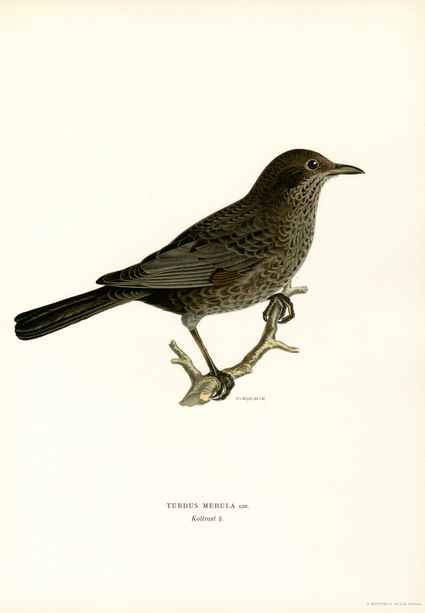 Blackbird (cor litho) de Magnus Ferdinand and Wilhelm von Wright