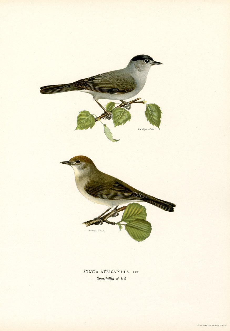 Blackcap (lito colorido) de Magnus Ferdinand and Wilhelm von Wright