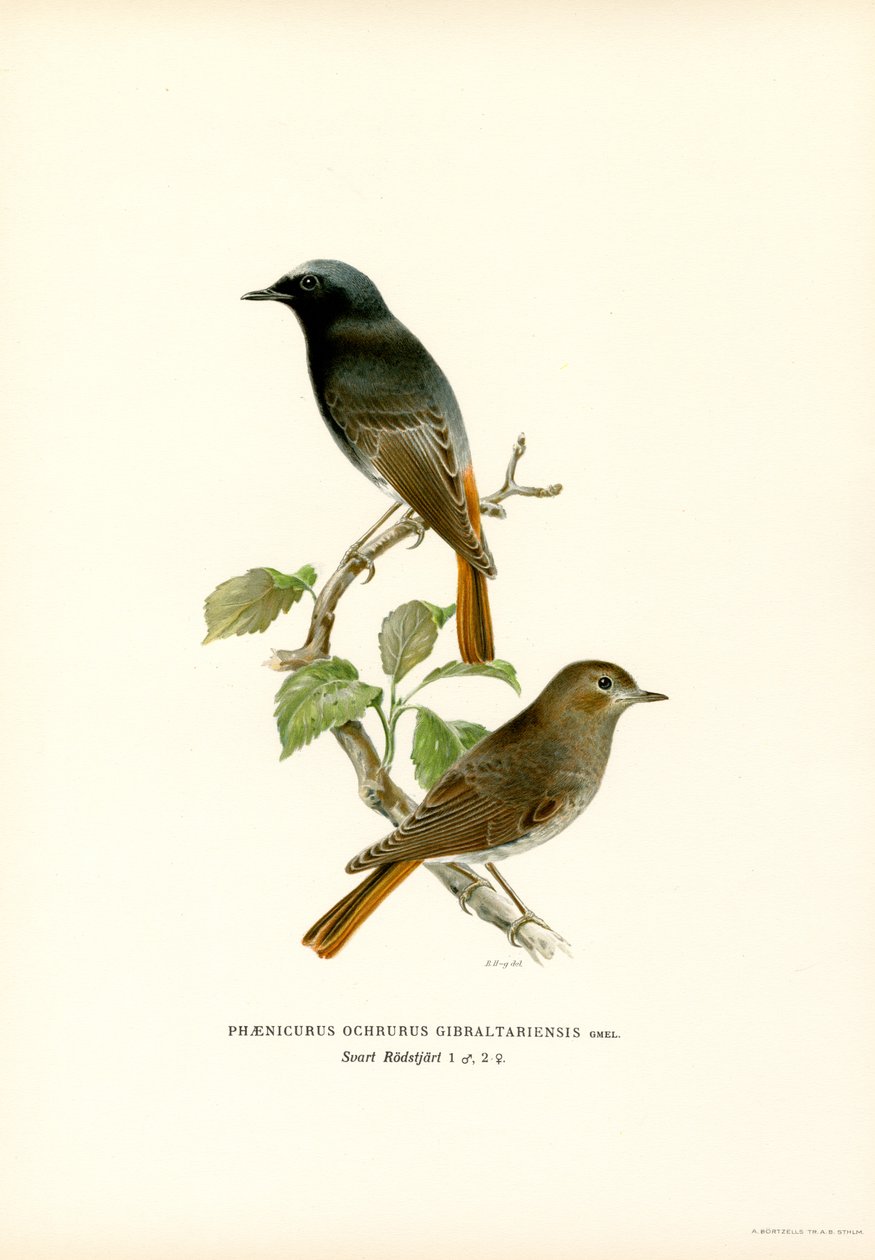 Blackstart (lito colorido) de Magnus Ferdinand and Wilhelm von Wright