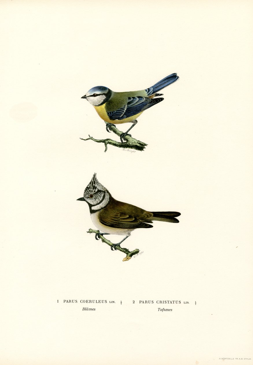 Título azul (cor litho) de Magnus Ferdinand and Wilhelm von Wright