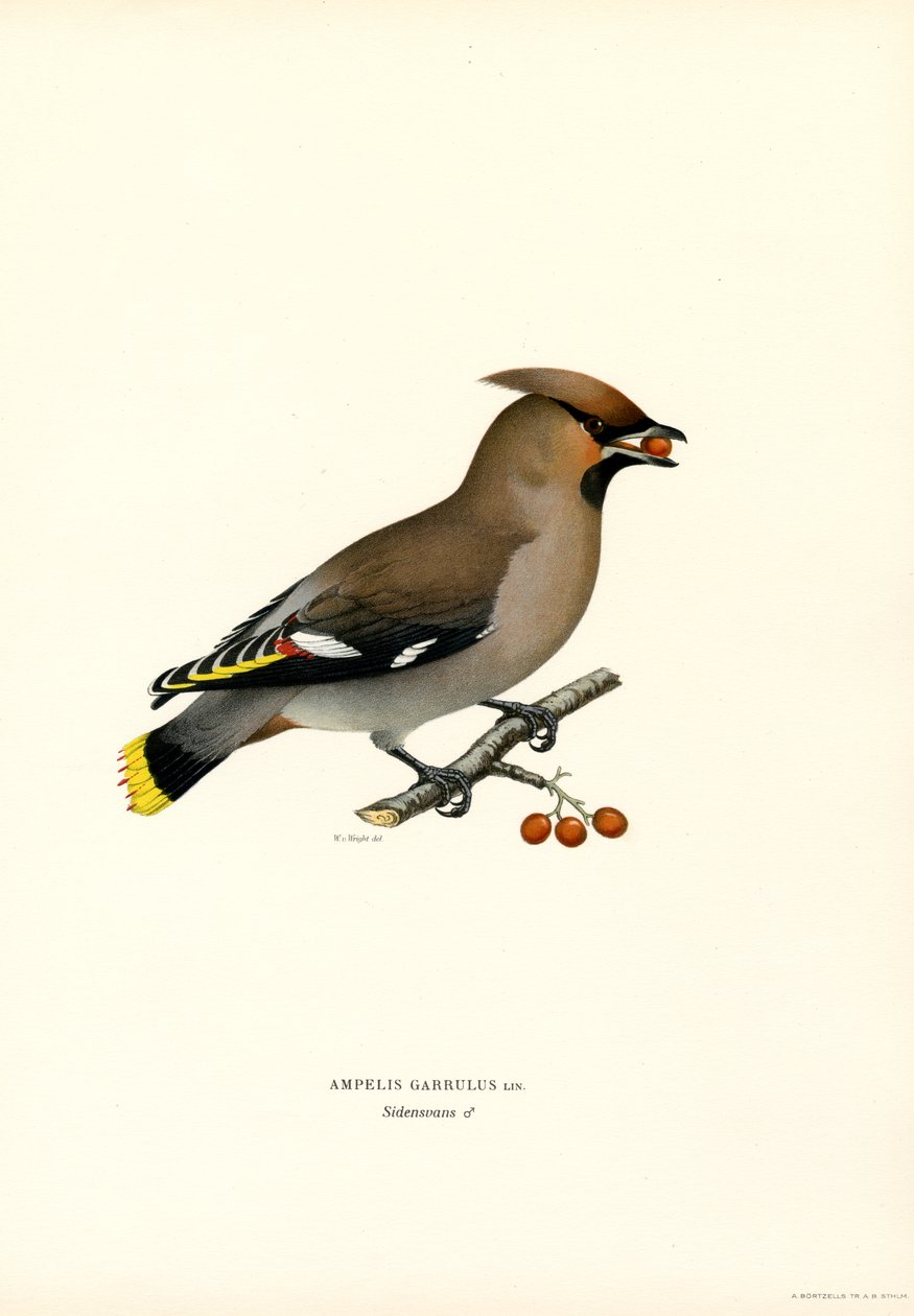 Waxwing boémio (cor litho) de Magnus Ferdinand and Wilhelm von Wright