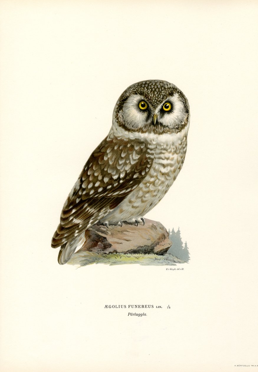 Coruja Boreal (cor litho) de Magnus Ferdinand and Wilhelm von Wright