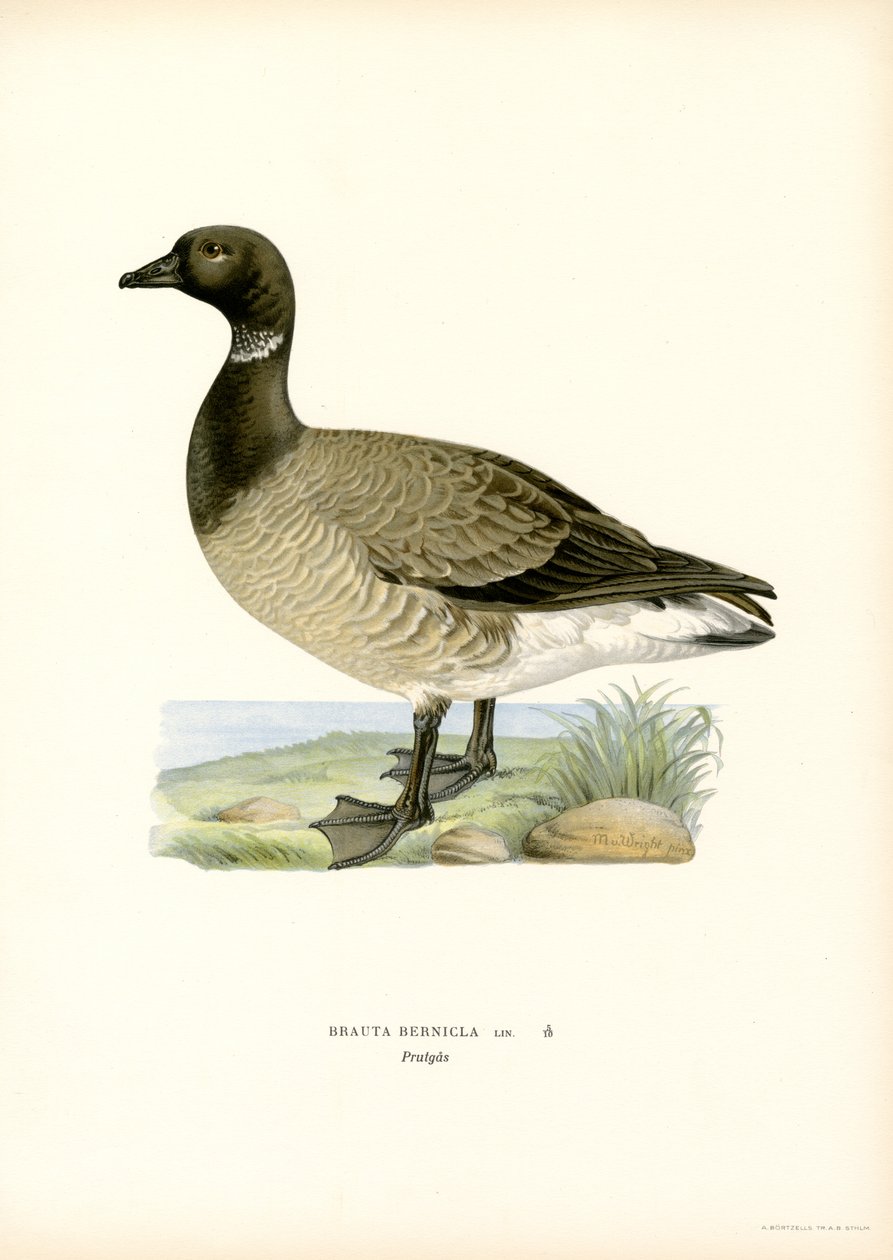 Ganso-de-bico-vermelho (cor litho) de Magnus Ferdinand and Wilhelm von Wright