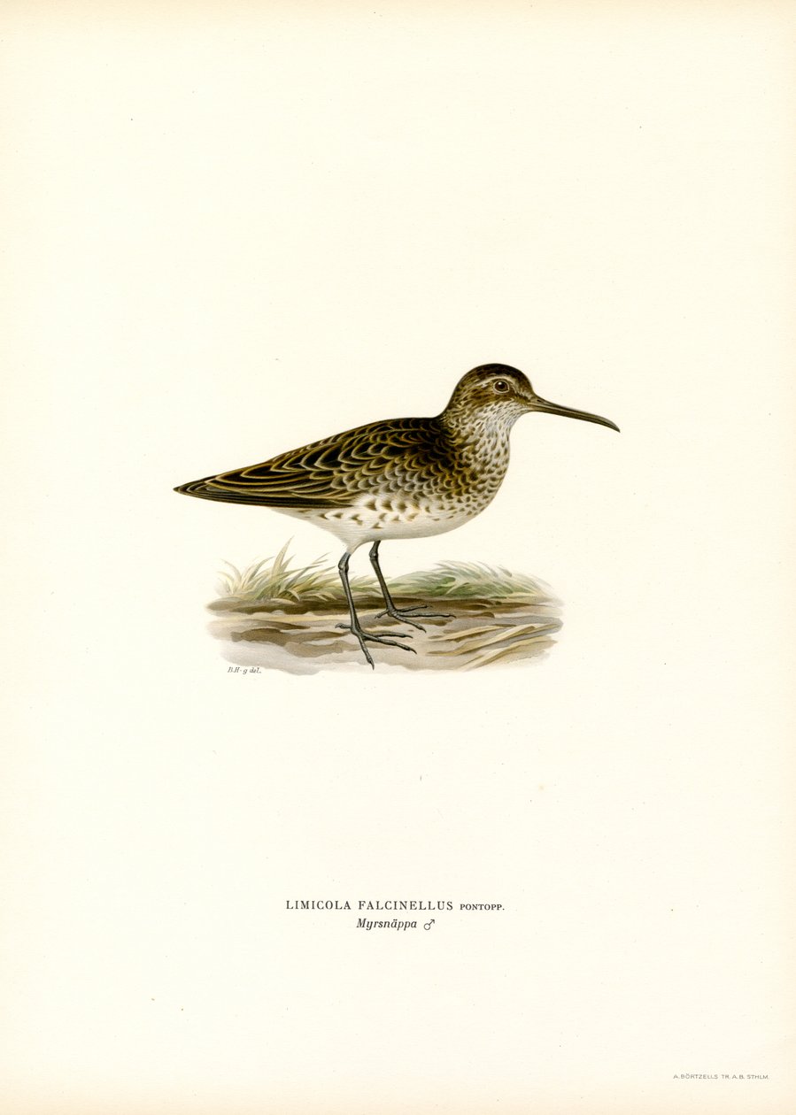 Maçarico-de-bico-grande (cor litho) de Magnus Ferdinand and Wilhelm von Wright