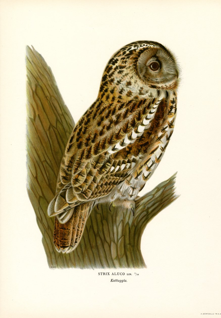 Coruja Marrom (lito colorido) de Magnus Ferdinand and Wilhelm von Wright