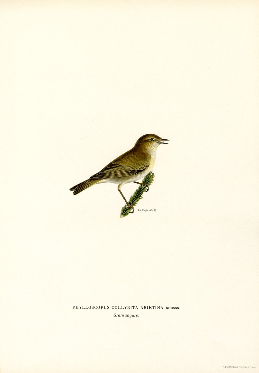 Chiffchaff (lito colorido) de Magnus Ferdinand and Wilhelm von Wright