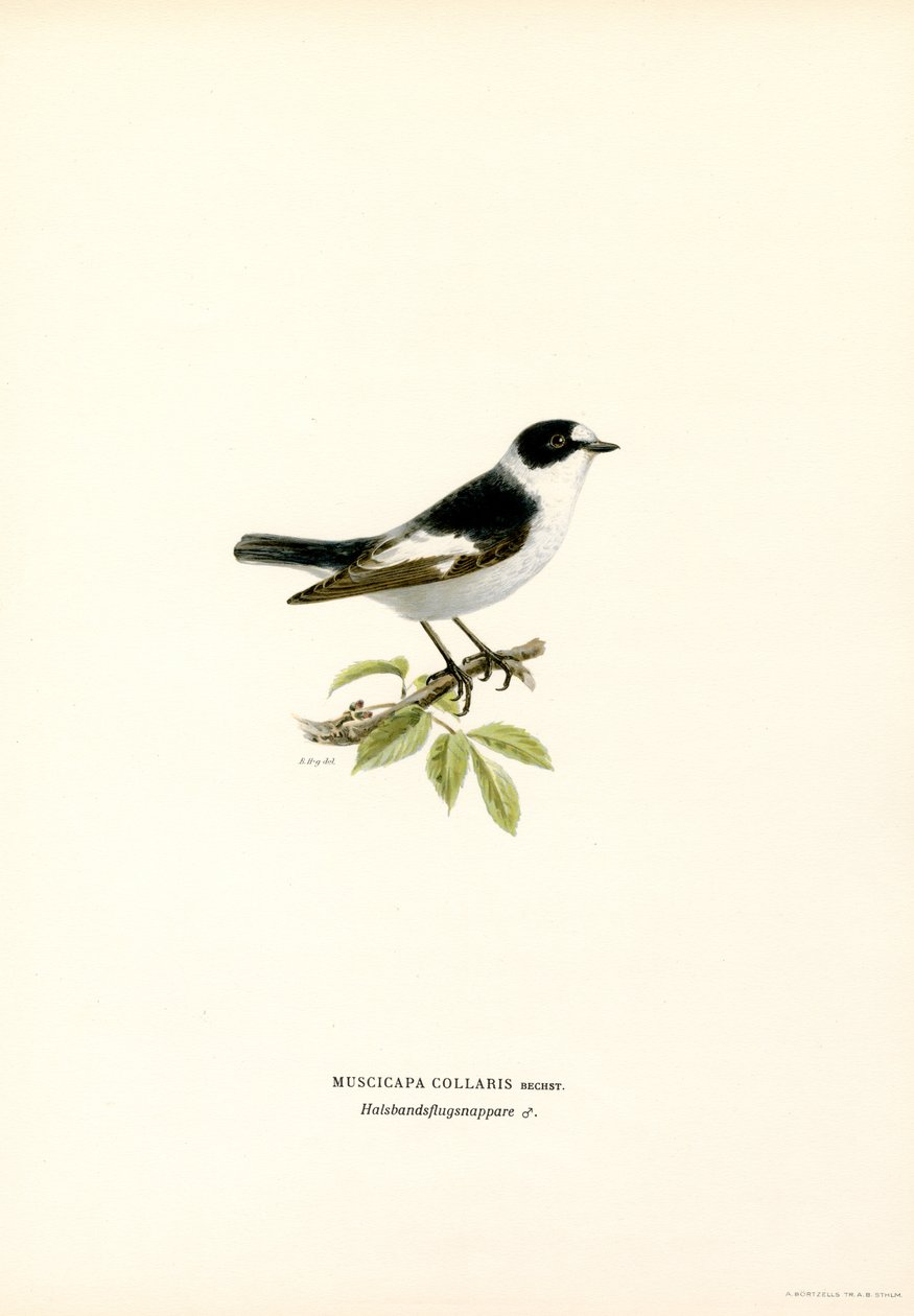 Apanhador de moscas com coleira (cor litho) de Magnus Ferdinand and Wilhelm von Wright