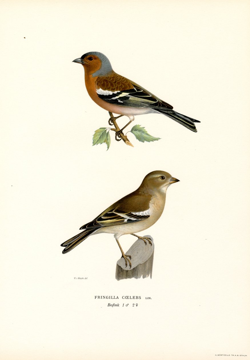 Tentilhão-comum (cor litho) de Magnus Ferdinand and Wilhelm von Wright