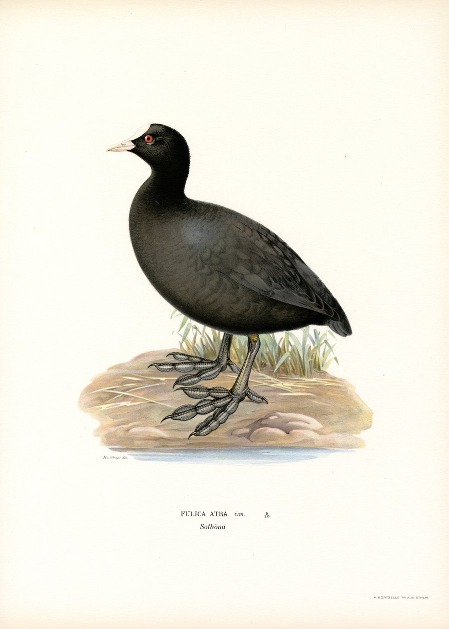 Galeirão Comum (lito colorido) de Magnus Ferdinand and Wilhelm von Wright