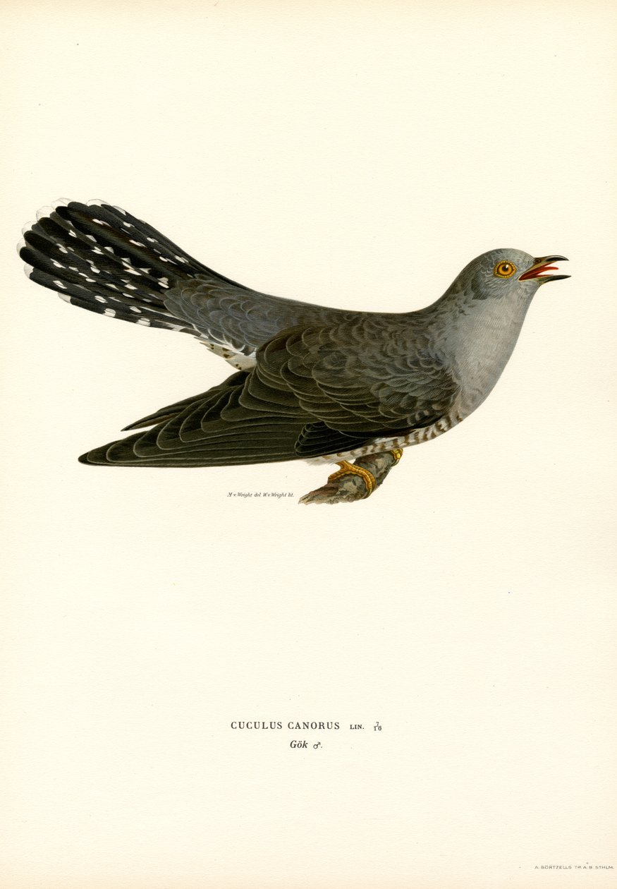 Cuco comum (lito colorido) de Magnus Ferdinand and Wilhelm von Wright