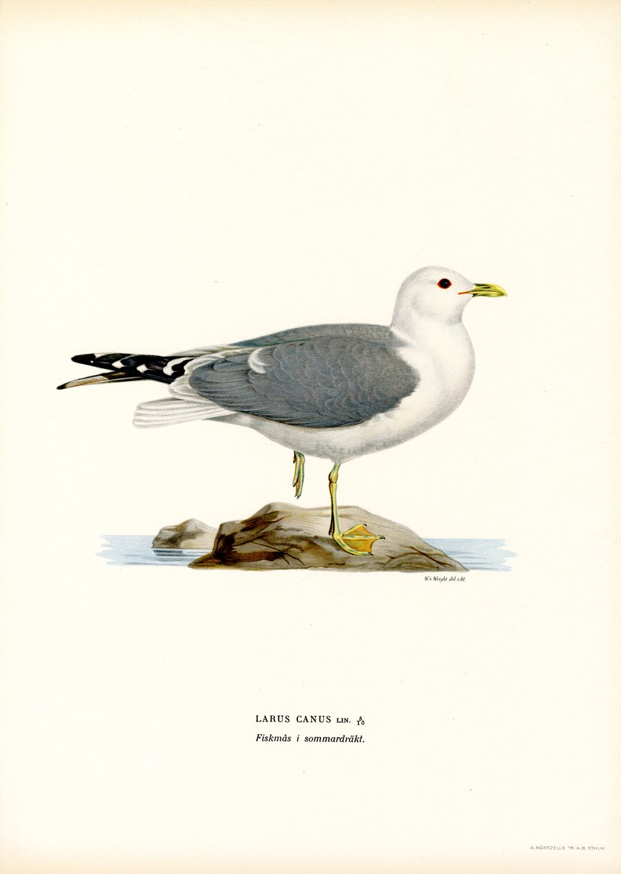 Gaivota comum (lito colorido) de Magnus Ferdinand and Wilhelm von Wright