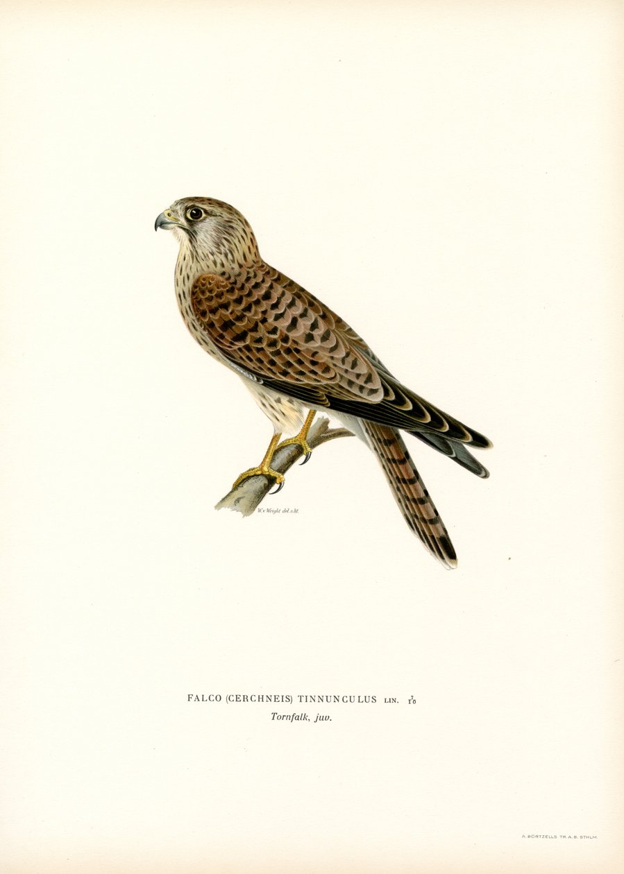 Peneireiro-comum (lito colorido) de Magnus Ferdinand and Wilhelm von Wright