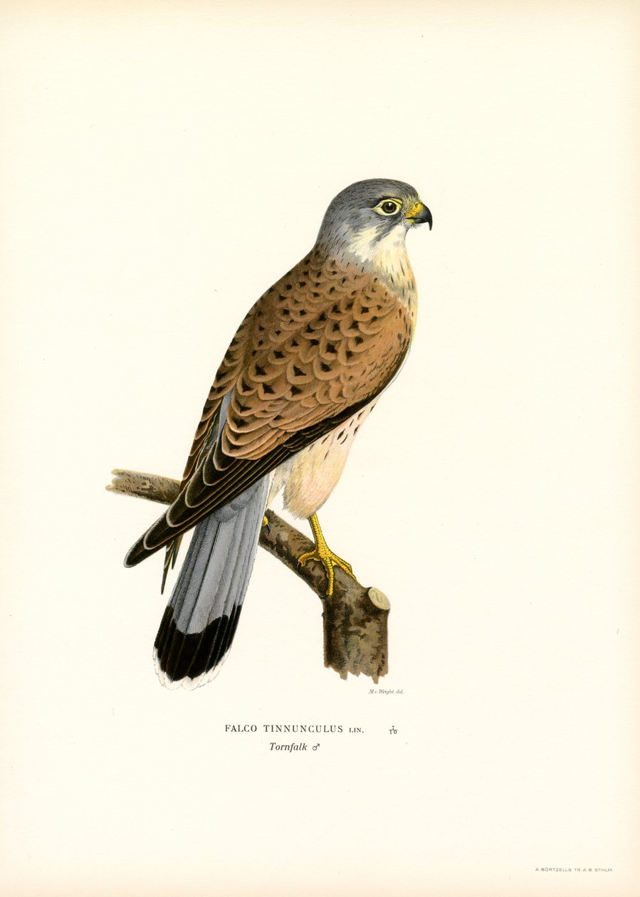 Peneireiro comum (cor litho) de Magnus Ferdinand and Wilhelm von Wright