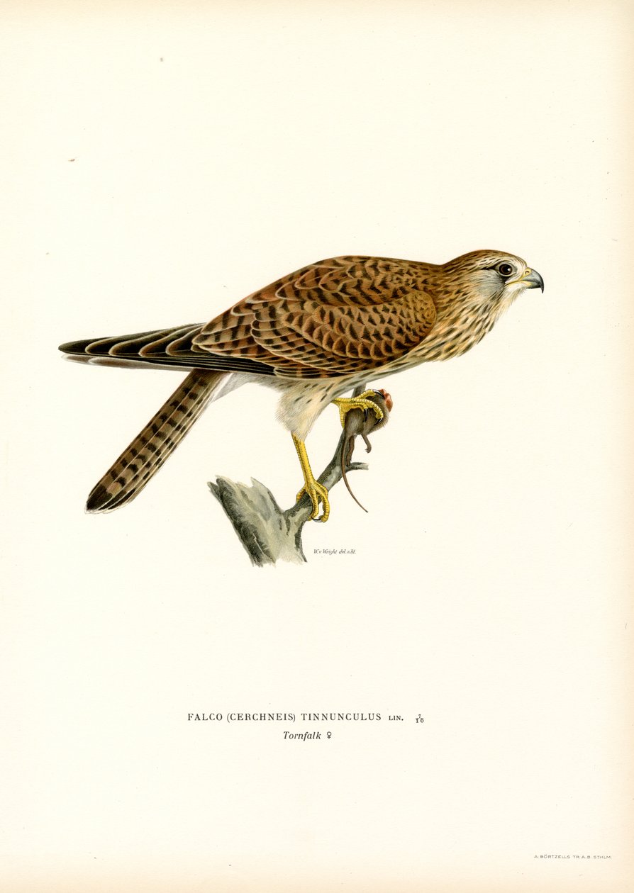 Peneireiro Comum (lito colorido) de Magnus Ferdinand and Wilhelm von Wright