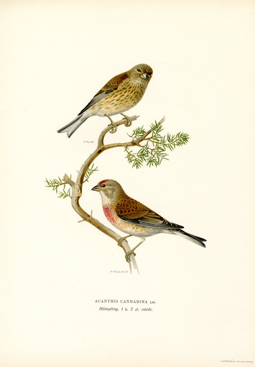 Linho comum (cor litho) de Magnus Ferdinand and Wilhelm von Wright