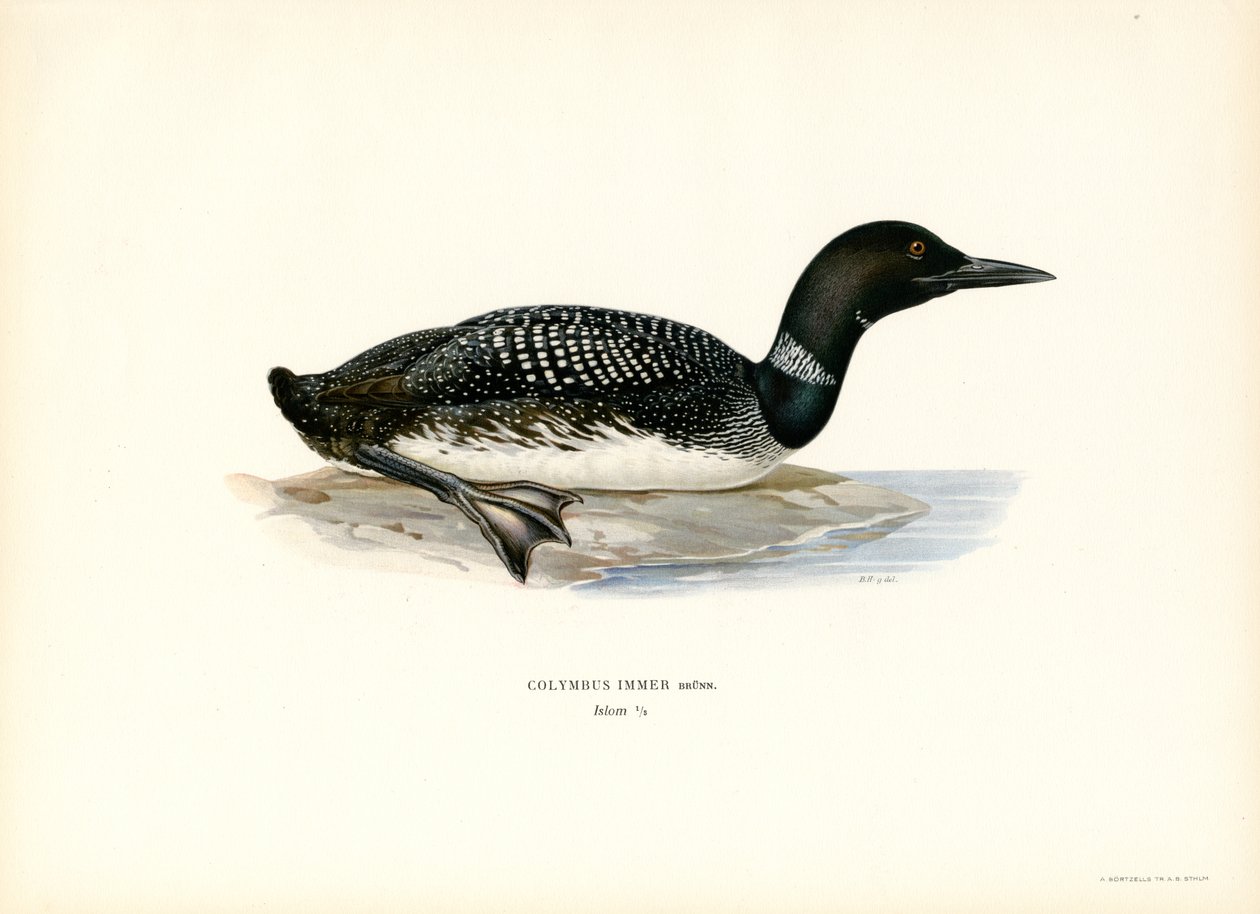 Loon comum (cor litho) de Magnus Ferdinand and Wilhelm von Wright